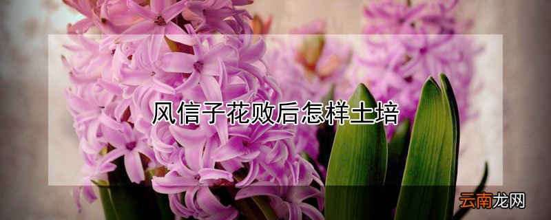 风信子花败后怎样土培