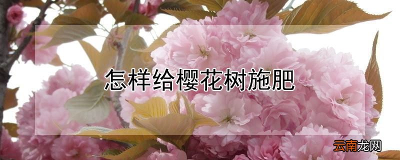 怎样给樱花树施肥