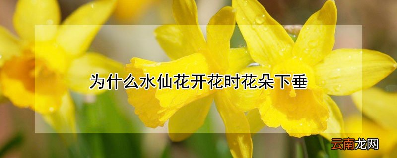 为什么水仙花开花时花朵下垂