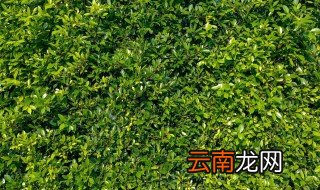 4克茶叶有多少 4克茶大概40几片茶叶