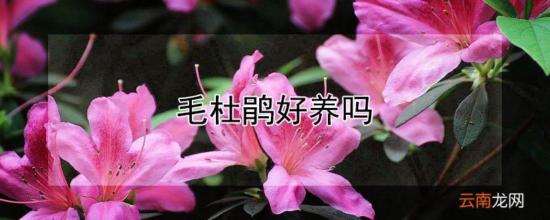 毛杜鹃好养吗