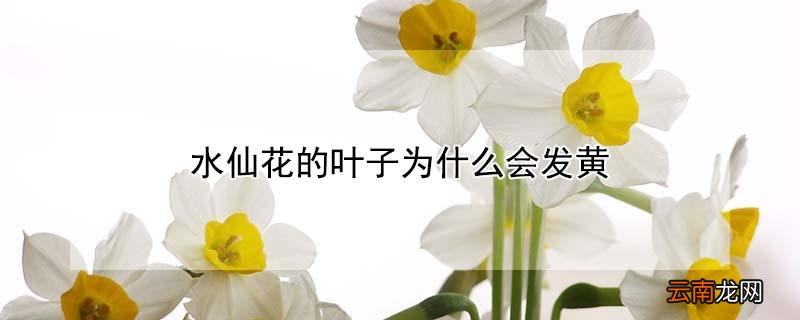 水仙花的叶子为什么会发黄