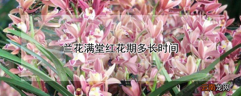 兰花满堂红花期多长时间
