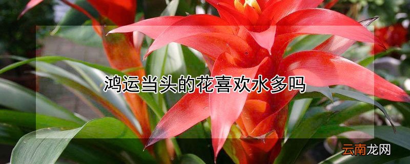 鸿运当头的花喜欢水多吗