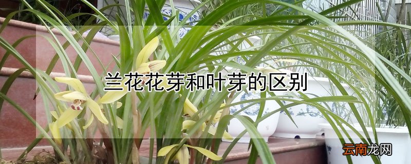 兰花花芽和叶芽的区别
