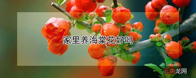 家里养海棠花好吗