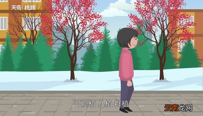 梅花的特点梅花的特点有哪些