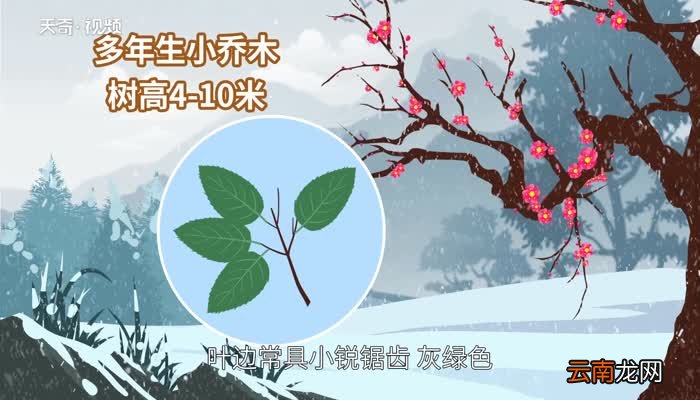 梅花的特点梅花的特点有哪些