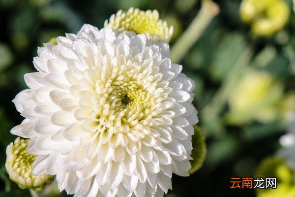 杭白菊的功效与作用 杭白菊的好处