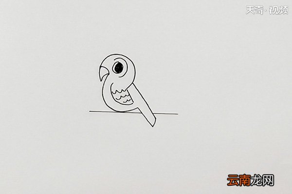 宠物鸟简笔画