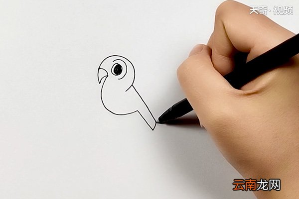 宠物鸟简笔画