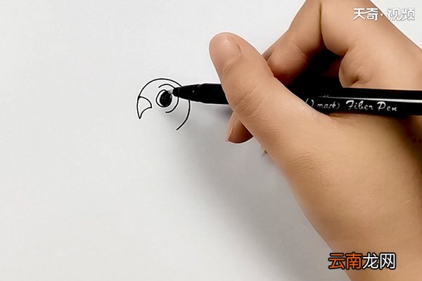 宠物鸟简笔画