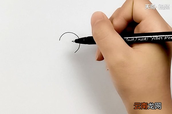 宠物鸟简笔画