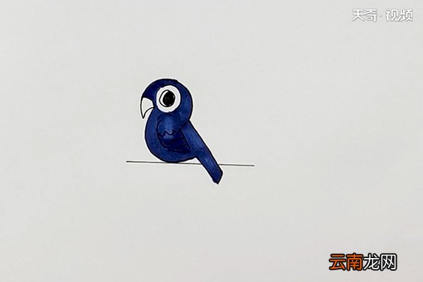 宠物鸟简笔画