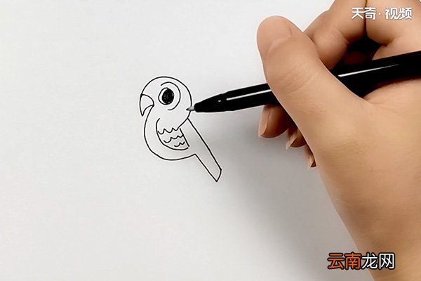 宠物鸟简笔画