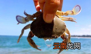 抓螃蟹用什么技巧 抓螃蟹的技巧介绍