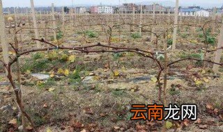 院子葡萄树冬天剪枝技巧 冬天葡萄树如何修剪