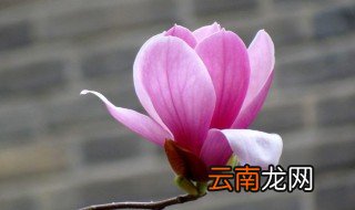 种玉兰花的技巧 种玉兰花的技巧分享