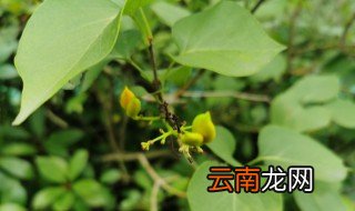 丁香花扦插最简单的方法 丁香树扦插的简单方法