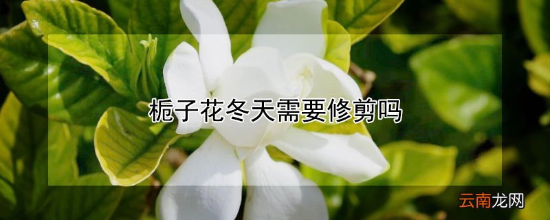 栀子花冬天需要修剪吗