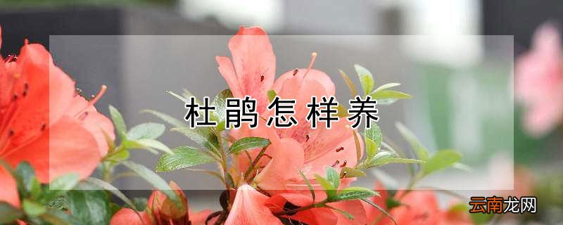 杜鹃怎样养