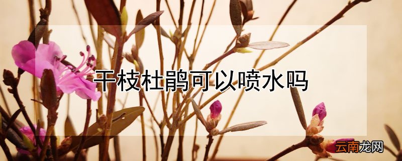 干枝杜鹃可以喷水吗