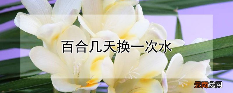 百合几天换一次水
