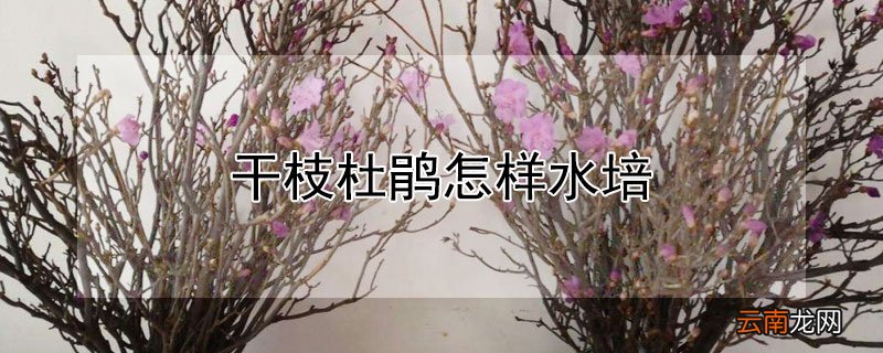 干枝杜鹃怎样水培