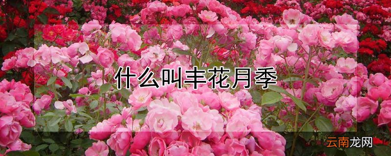 什么叫丰花月季
