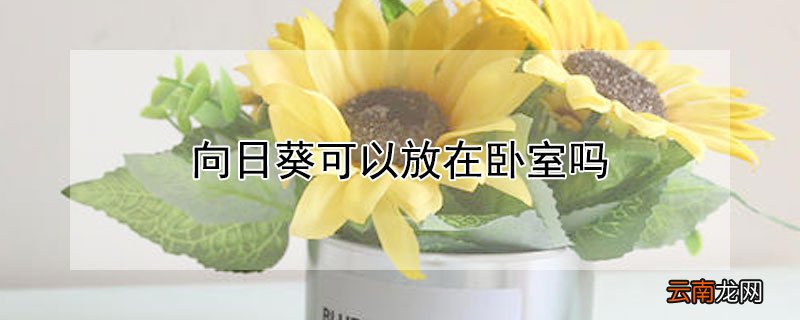 向日葵可以放在卧室吗