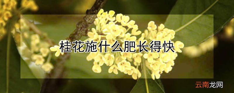 桂花施什么肥长得快