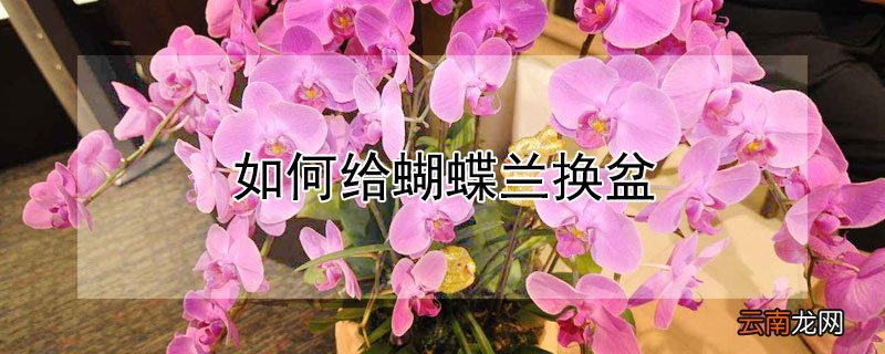 如何给蝴蝶兰换盆
