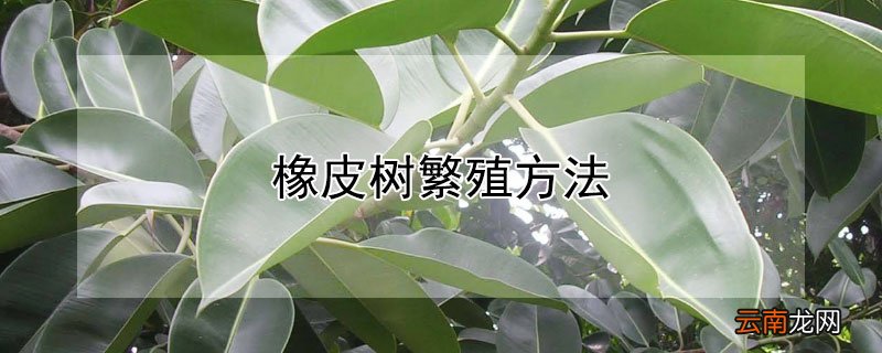 橡皮树繁殖方法