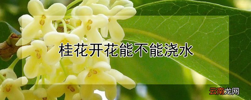 桂花开花能不能浇水