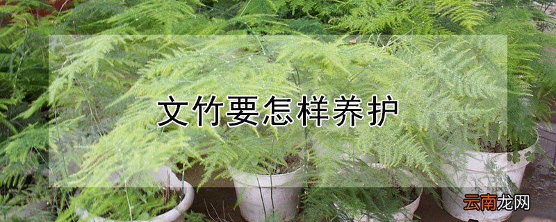 文竹要怎样养护