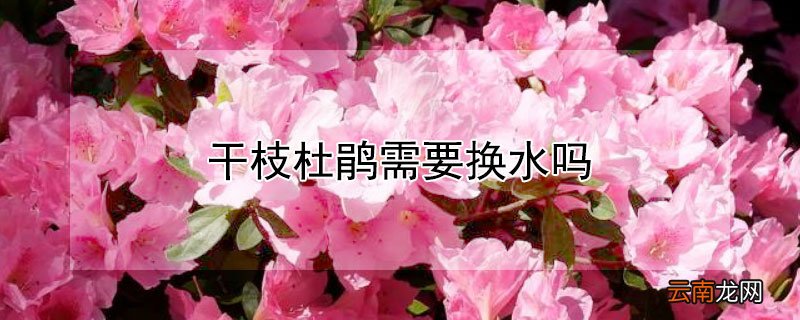 干枝杜鹃需要换水吗
