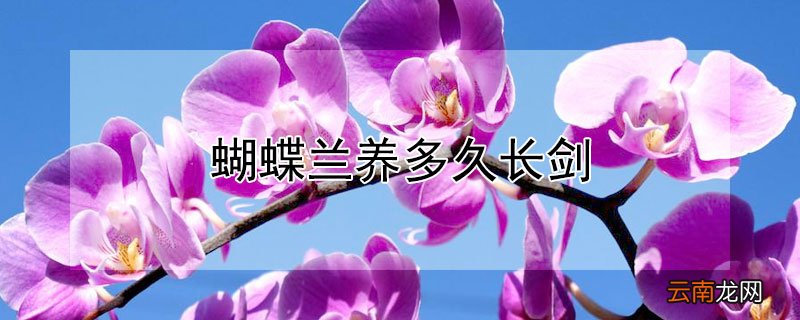 蝴蝶兰养多久长剑