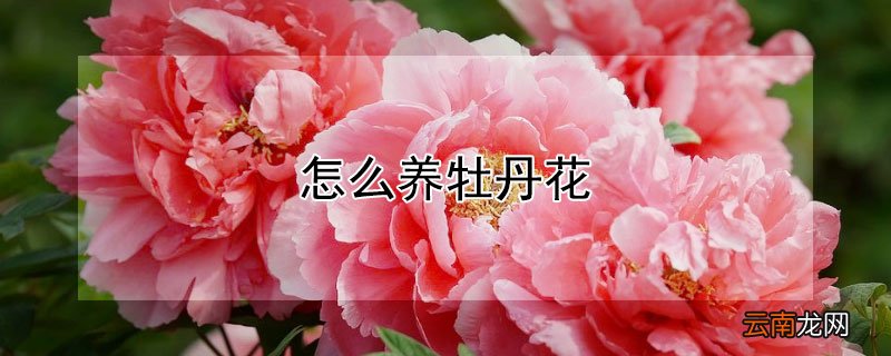怎么养牡丹花
