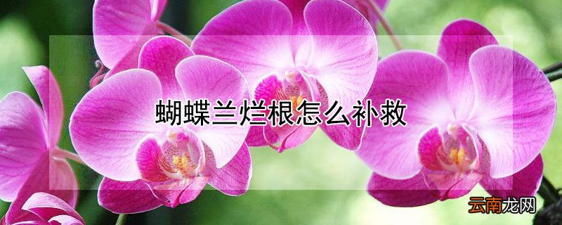 蝴蝶兰烂根怎么补救