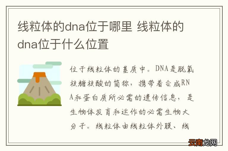线粒体的dna位于哪里 线粒体的dna位于什么位置