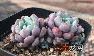 可爱玫瑰冬季养殖方法 怎么在冬天养殖可爱玫瑰