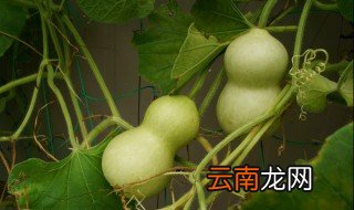怎么挑选葫芦籽 葫芦种子的种植方法