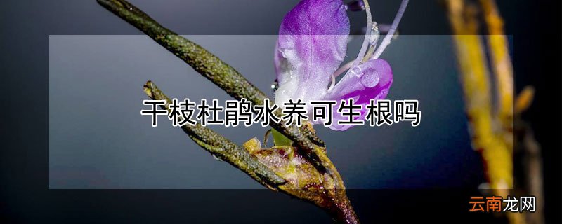 干枝杜鹃水养可生根吗