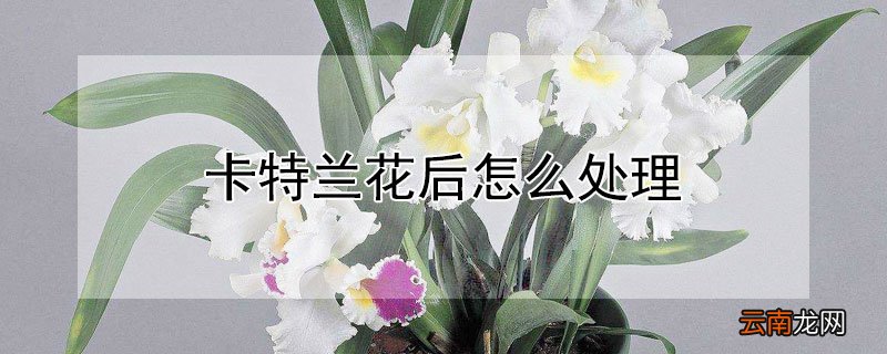 卡特兰花后怎么处理