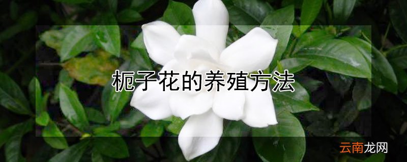 枙子花的养殖方法