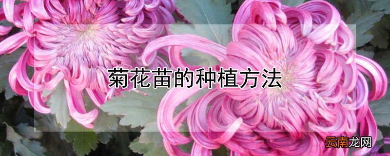 菊花苗的种植方法