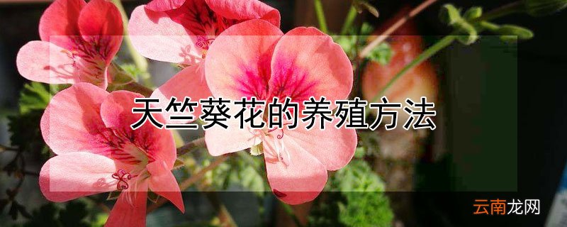 天竺葵花的养殖方法