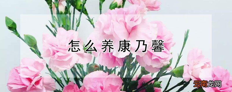 怎么养康乃馨