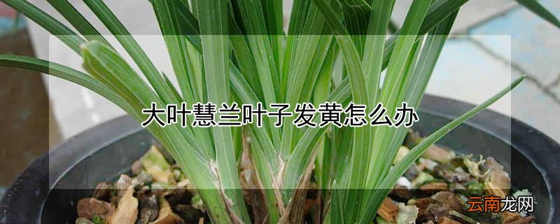 大叶慧兰叶子发黄怎么办