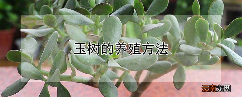 玉树的养殖方法